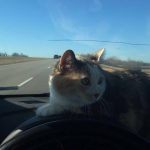 Cat in the car